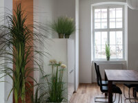 EUROPALMS Dracena bush, artificial, 215cm