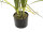 EUROPALMS Dracena bush, artificial, 215cm