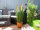 EUROPALMS Federgras, künstlich, rosé, 90cm