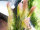 EUROPALMS Federgras, künstlich, rosé, 90cm