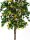 EUROPALMS Bougainvillea, artificial plant, yellow, 150cm