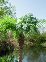 EUROPALMS Phönixpalme luxor, Kunstpflanze, 300cm