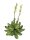 EUROPALMS Steinrose (EVA), Kunstpflanze, gelb, 32cm