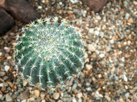 EUROPALMS Barrel Cactus, artificial plant, 34cm