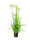 EUROPALMS Star Gras, artificial, 120cm