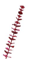 EUROPALMS Kristalleukalyptus, Kunstpflanze, burgund, 81cm...