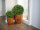 EUROPALMS Boxwood ball, artificial,   ~25cm